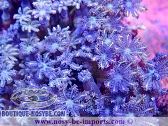 https://www.boutique-nosybe.com/6428-thickbox_default/cornularia-sp-wysiwyg-15122022-19.jpg