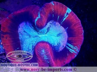 https://www.boutique-nosybe.com/6497-thickbox_default/trachyphyllia-sp-rouge-australie.jpg