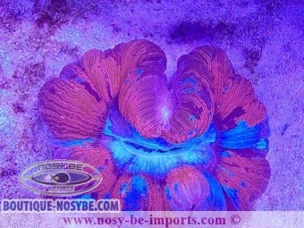 https://www.boutique-nosybe.com/6499-thickbox_default/trachyphyllia-sp-wysiwyg-29122022-2.jpg