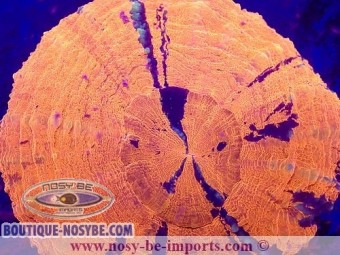 https://www.boutique-nosybe.com/6536-thickbox_default/scolymia-australensis-wysiwyg-07012023-2.jpg