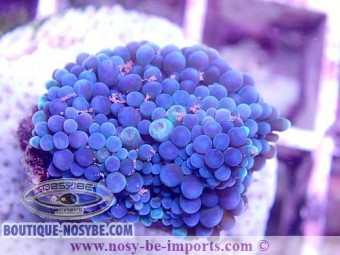https://www.boutique-nosybe.com/6539-thickbox_default/ricordea-florida-wysiwyg-07012023-5.jpg