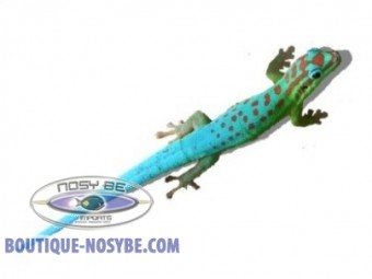 https://www.boutique-nosybe.com/6617-thickbox_default/phelsuma-cepediana.jpg