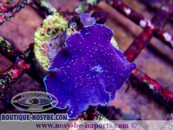 https://www.boutique-nosybe.com/6633-thickbox_default/discosoma-bleuviolet-wysiwyg-11042023-1.jpg