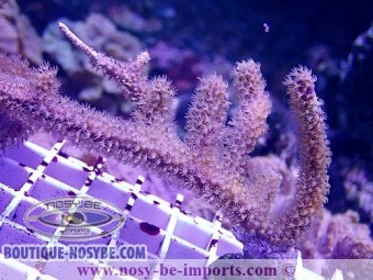 https://www.boutique-nosybe.com/6634-thickbox_default/muriceopsis-sp-wysiwyg-11042023-2.jpg