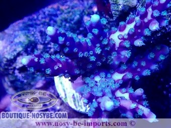 https://www.boutique-nosybe.com/6646-thickbox_default/acropora-sp-usa-wysiwyg-11042023-10.jpg
