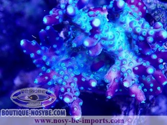 https://www.boutique-nosybe.com/6649-thickbox_default/acropora-sp-wysiwyg-11042023-11.jpg