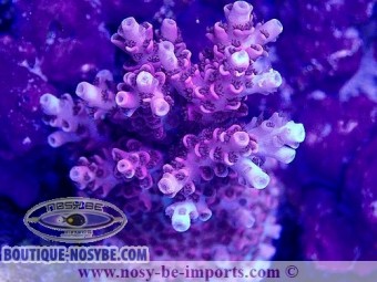 https://www.boutique-nosybe.com/6654-thickbox_default/acropora-sp-usa-wysiwyg-11042023-14.jpg