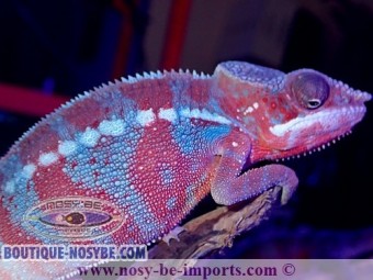 https://www.boutique-nosybe.com/6676-thickbox_default/furcifer-pardalis-ambanja-blue-mâle.jpg