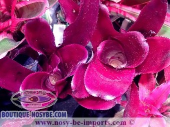 https://www.boutique-nosybe.com/6689-thickbox_default/neoregelia-sp-royal-flush.jpg