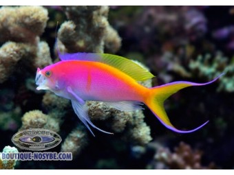 https://www.boutique-nosybe.com/6693-thickbox_default/anthias-bartlettorum.jpg