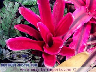 https://www.boutique-nosybe.com/6696-thickbox_default/neoregelia-sp-pink.jpg