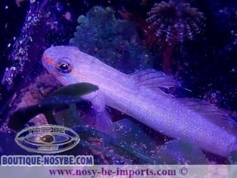 https://www.boutique-nosybe.com/6705-thickbox_default/amblygobius-decussatus.jpg