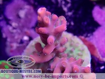 https://www.boutique-nosybe.com/6710-thickbox_default/acropora-sp-usa-wysiwyg-12052023-1.jpg