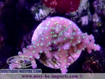 https://www.boutique-nosybe.com/6722-thickbox_default/acropora-sp-usa-wysiwyg-12052023-7.jpg