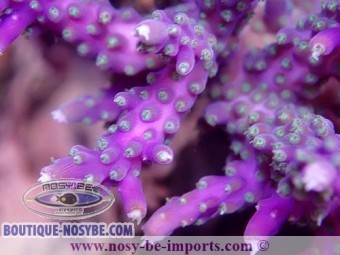 https://www.boutique-nosybe.com/6723-thickbox_default/acropora-sp-usa-wysiwyg-12052023-8.jpg