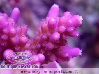 https://www.boutique-nosybe.com/6729-thickbox_default/acropora-sp-usa-wysiwyg-12052023-11.jpg