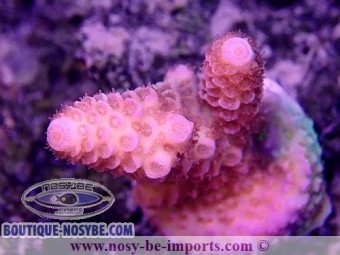 https://www.boutique-nosybe.com/6732-thickbox_default/acropora-spathulata-usa-wysiwyg-12052023-12.jpg