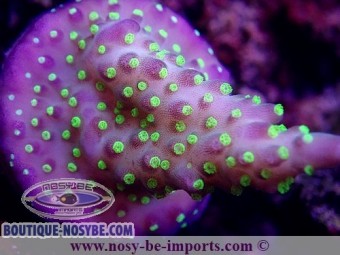 https://www.boutique-nosybe.com/6734-thickbox_default/acropora-sp-wysiwyg-12052023-13.jpg