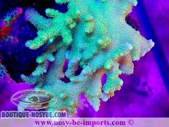 https://www.boutique-nosybe.com/6767-thickbox_default/acropora-solitaryensis.jpg