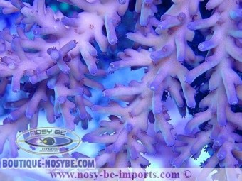 https://www.boutique-nosybe.com/6781-thickbox_default/acropora-echinata-wysiwyg-15062023-2.jpg