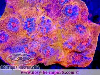 https://www.boutique-nosybe.com/6796-thickbox_default/echinophyllia-sp-wysiwyg-15062023-8.jpg