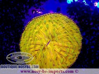 https://www.boutique-nosybe.com/6800-thickbox_default/cycloseris-sp-wysiwyg-15062023-10.jpg