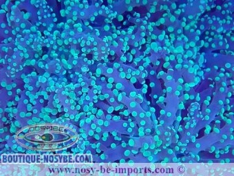 https://www.boutique-nosybe.com/6803-thickbox_default/euphyllia-parayaeyamaensis-wysiwyg-15062023-12.jpg