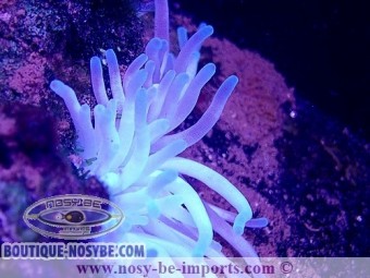 https://www.boutique-nosybe.com/6807-thickbox_default/condylactis-gigantea-wysiwyg-15062023-16.jpg