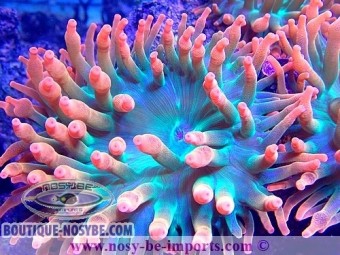 https://www.boutique-nosybe.com/6829-thickbox_default/entacmea-quadricolor-wysiwyg-05072023-2.jpg