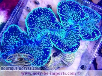 https://www.boutique-nosybe.com/6839-thickbox_default/tridacna-maxima-wysiwyg-05072023-9.jpg