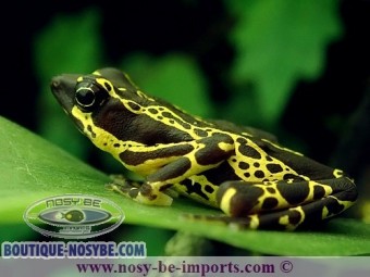 https://www.boutique-nosybe.com/6858-thickbox_default/atelopus-spumarius-hoogmoedi.jpg