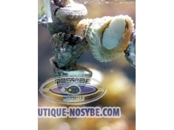 https://www.boutique-nosybe.com/686-thickbox_default/astrea-par-20.jpg