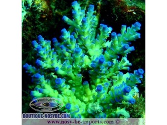 https://www.boutique-nosybe.com/6869-thickbox_default/acropora-batunai.jpg