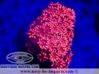 https://www.boutique-nosybe.com/6889-thickbox_default/goniopora-sp-wysiwyg-28102023-3.jpg