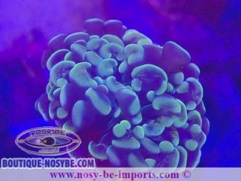 https://www.boutique-nosybe.com/6891-thickbox_default/euphyllia-paraancora-gold-wysiwyg-28102023-5.jpg