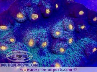 https://www.boutique-nosybe.com/6894-thickbox_default/echinophyllia-sp-wysiwyg-28102023-8.jpg