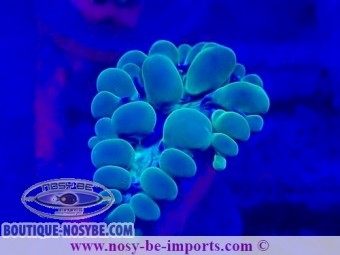 https://www.boutique-nosybe.com/6897-thickbox_default/physogyra-sp-wysiwyg-28102023-9.jpg