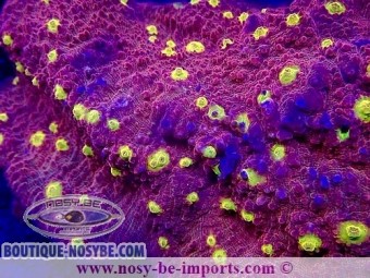 https://www.boutique-nosybe.com/6899-thickbox_default/echinophyllia-sp-wysiwyg-28102023-10.jpg