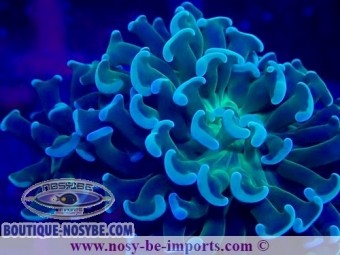 https://www.boutique-nosybe.com/6908-thickbox_default/euphyllia-paraancora-gold-wysiwyg-28102023-17.jpg