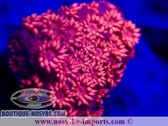 https://www.boutique-nosybe.com/6909-thickbox_default/goniopora-sp-wysiwyg-28102023-19.jpg