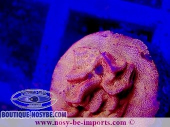 https://www.boutique-nosybe.com/6915-thickbox_default/leptoseris-sp-wysiwyg-28102023-25.jpg