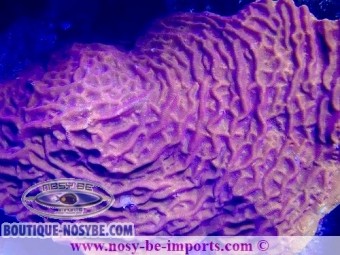 https://www.boutique-nosybe.com/6916-thickbox_default/leptoseris-sp-wysiwyg-28102023-26.jpg