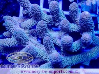https://www.boutique-nosybe.com/6919-thickbox_default/acropora-spathulata-usa-wysiwyg-28102023-28.jpg