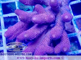 https://www.boutique-nosybe.com/6920-thickbox_default/acropora-spathulata-usa-wysiwyg-28102023-29.jpg