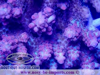 https://www.boutique-nosybe.com/6921-thickbox_default/acropora-microclados-ssc-wysiwyg-28102023-30.jpg
