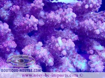 https://www.boutique-nosybe.com/6923-thickbox_default/acropora-microclados-ssc-wysiwyg-28102023-31.jpg