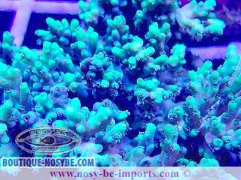 https://www.boutique-nosybe.com/6924-thickbox_default/acropora-aculeus-wysiwyg-28102023-32.jpg