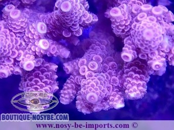https://www.boutique-nosybe.com/6944-thickbox_default/acropora-millepora-wysiwyg-11112023-1.jpg