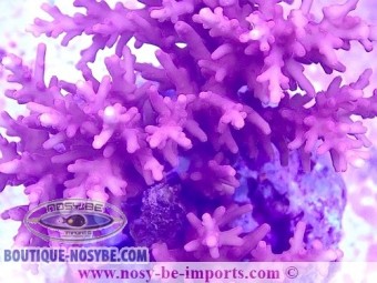 https://www.boutique-nosybe.com/6946-thickbox_default/acropora-carduus-wysiwyg-11112023-2.jpg