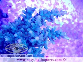 https://www.boutique-nosybe.com/6950-thickbox_default/acropora-echinata-wysiwyg-11112023-3.jpg